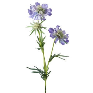 Scabiosa snitblomst 70 cm blå