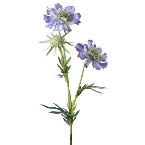 Scabiosa snitblomst 70 cm blå